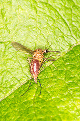 Image showing Mosquito