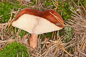 Image showing Mushroom