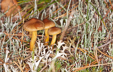 Image showing Mushrooms