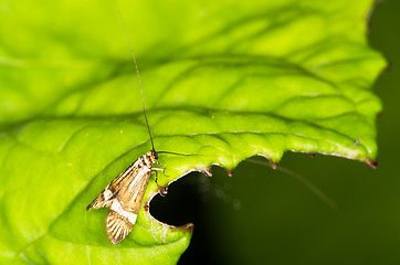 Image showing Nemophora degeerella