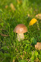 Image showing Mushroom