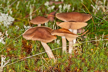 Image showing Mushrooms