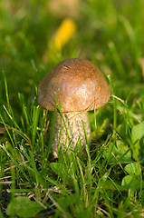 Image showing Mushroom