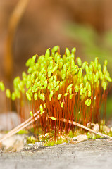 Image showing Moss