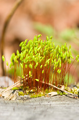 Image showing Moss