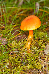 Image showing Mushroom