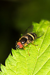 Image showing Hoverfly