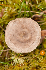 Image showing Mushroom