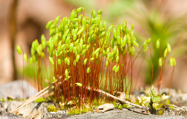 Image showing Moss