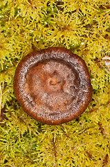 Image showing Mushroom