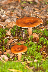 Image showing Mushroom