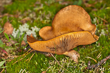 Image showing Mushroom