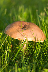 Image showing Mushroom