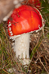 Image showing Fly agaric