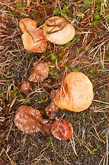 Image showing Mushrooms