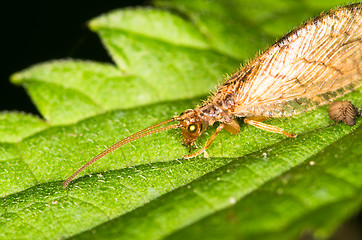 Image showing Insect