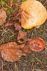 Image showing Mushrooms