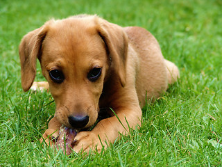 Image showing puppy