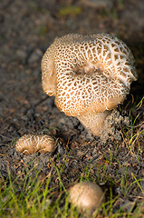 Image showing Mushrooms