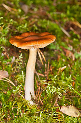 Image showing Mushroom