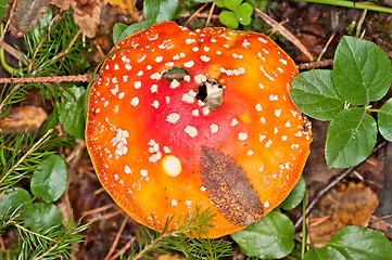 Image showing Fly agaric