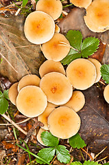 Image showing Mushrooms