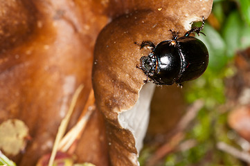 Image showing Beetle on mushroom