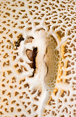 Image showing Mushroom