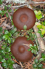 Image showing Mushrooms