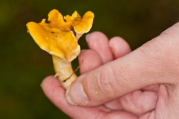 Image showing Cantharellus cibarius