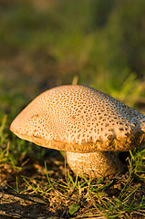 Image showing Mushroom