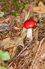 Image showing Mushroom