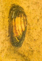 Image showing Shell