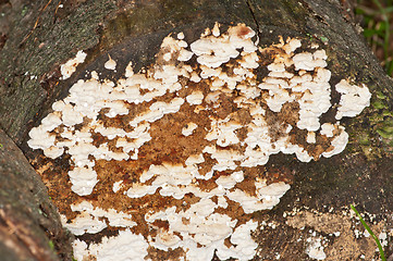 Image showing Polypore