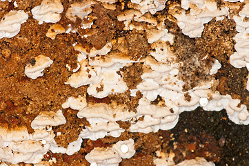 Image showing Polypore