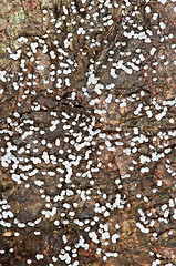 Image showing Mushrooms