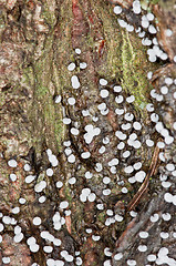 Image showing Mushrooms