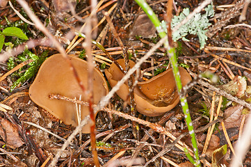 Image showing Mushrooms