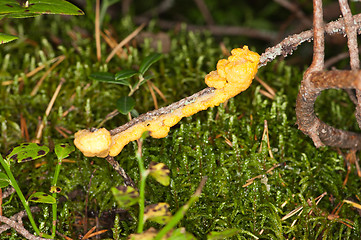 Image showing Mushroom