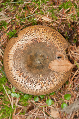 Image showing Mushroom