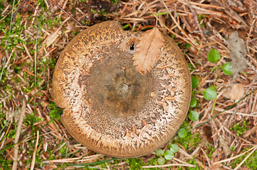 Image showing Mushroom