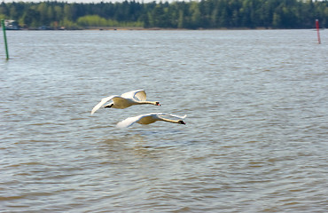 Image showing Swans