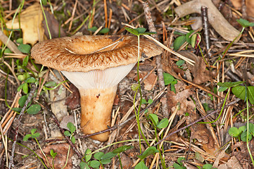 Image showing Mushroom