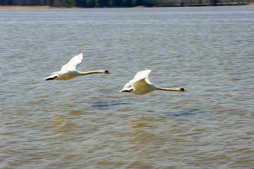 Image showing Swans