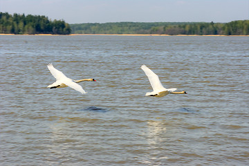 Image showing Swans