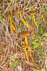 Image showing Cantharellus 