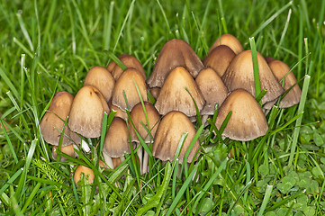 Image showing Mushrooms