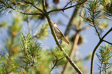 Image showing Little bird
