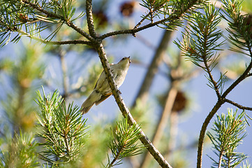 Image showing Little bird