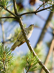 Image showing Little bird